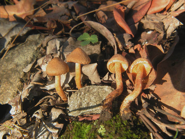 Inocybe cinnamomea